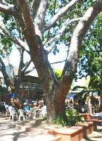 Huge trees provide shade at Nightcliff Markets