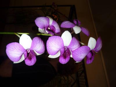 purple orchid Purple Orchid at NT Orchid Spectacular