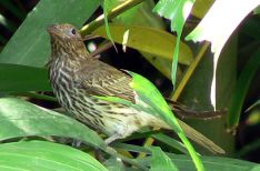 Olive Backed Oriole