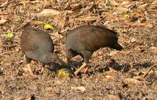 Orange Footed Scrub Fowl