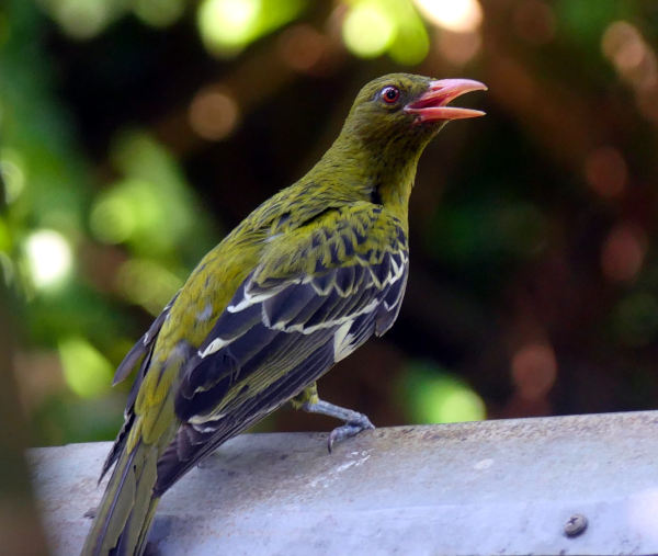 Green Oriole Green Oriole