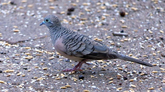 Peaceful Dove Peaceful Dove