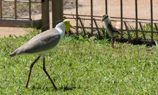 Adult plover and chick Adult plover and chick