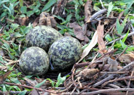 Three Masked Lapwing Plover eggs Three Masked Lapwing Plover eggs