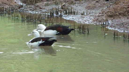 Radjah Shelduck Radjah Shelduck