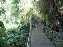 Boardwalk through the rain forest.