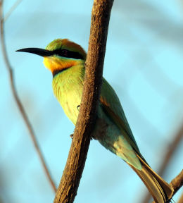 Rainbow Bee Eater front view