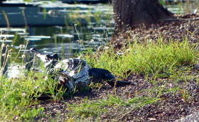 Crocodile basking beside road