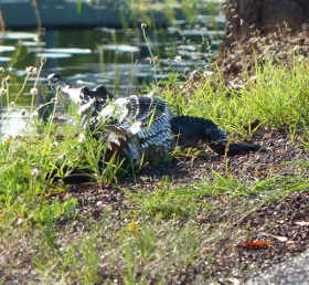 Small croc beside Fogg Dam road