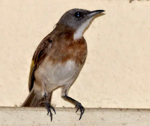 Rufus Banded Honeyeater Rufus Banded Honeyeater