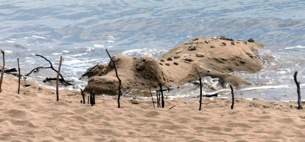 crocodile sand sculpture crocodile sand sculpture