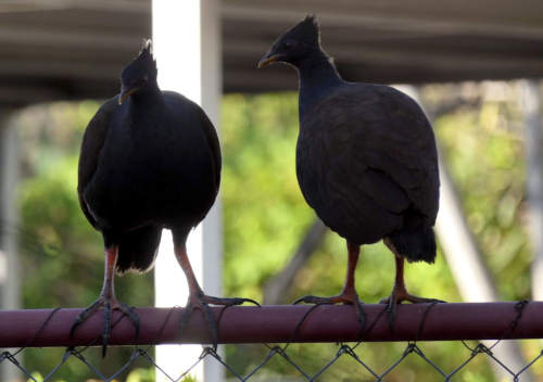 Scrub fowl on garden fence