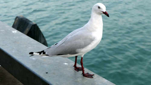 seagull at Darwin wharf seagull