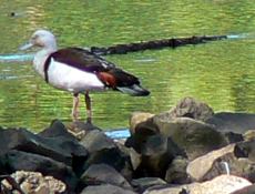 Rajah Shelduck Rajah Shelduck