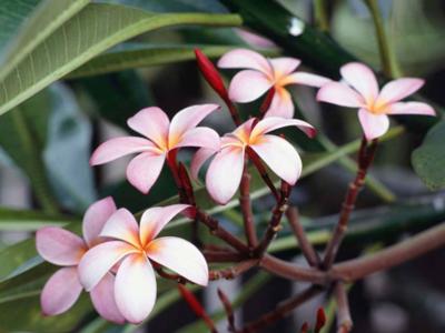 Another one of the best smells in the world,<br> Frangipani Blossom
