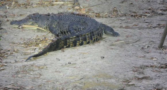 crocodile in spotlight
