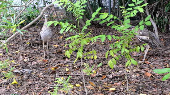 Stone Curlew family