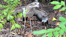 curlew warning display