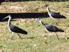 Straw-necked Ibis Straw-necked Ibis