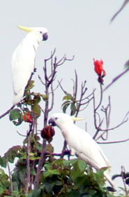 Feeding Cockatoos Feeding Cockatoos