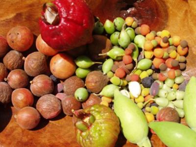 Learn about Bush Tucker