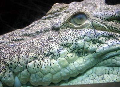 Up close with Crocodiles