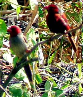 Red Finches