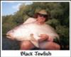 Black Jewfish