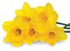 Daffodil Day 