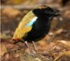 Rainbow Pitta - a very special little bird, endemic to the Top End