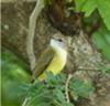 Lemon-bellied Flycatcher - seen at Adelaide River Bridge
