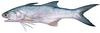 Threadfin Salmon