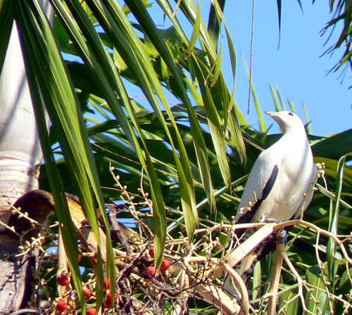 Torresian Imperial Pigeon