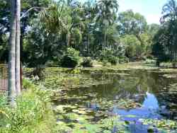 Tropical Water Gardens Tropical Water Gardens