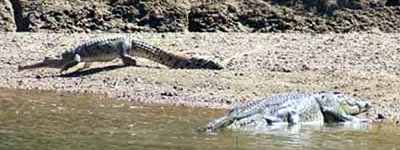 a smaller freshwater croc moves away from a medium sized saltie.