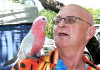 Galah on mans shoulder