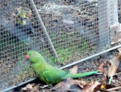 Visiting parrot Visiting parrot