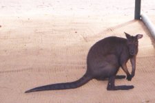 Wallabies