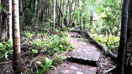 wangi path