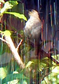 Maybe a Warbler? Any help with ID would be appreciated. Small bird Warbler?