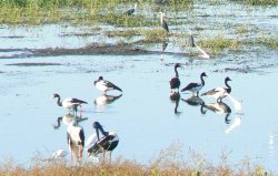 Magpie Geese Magpie Geese
