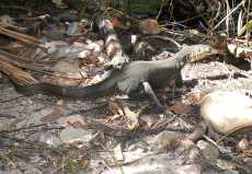 Water Monitor Water Monitor