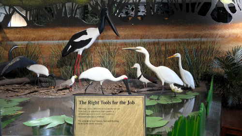 Wetlands bird display Wetlands bird display