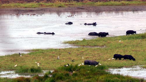 Water buffalo and birds viewed from the Window on the Wetlands. wetlands