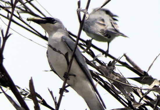 White bellied Cuckoo Shrike White bellied Cuckoo Shrike