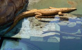 crocodile boat tours darwin darwin crocodile tours crocodile boat tours darwin darwin crocodile tours