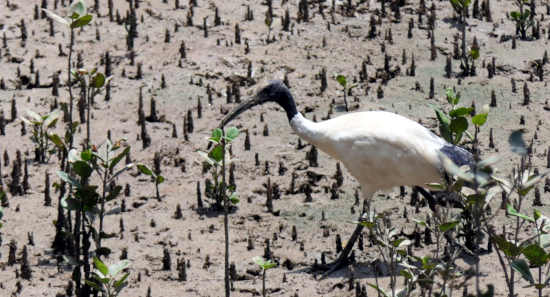 White Ibis in mangroves White Ibis in mangroves