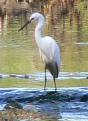 Egret Egret