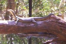 Australian Goanna