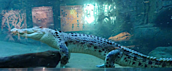 Wildlife Park Crocodile